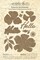 Graphic 45 Keepsake Kit With Exclusive Metal Die Set-Botanical Tea